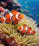 clownfish swimming in sea anemone
clownfish hosting sea anemone reef tank
saltwater aquarium clownfish pair
reef aquarium clownfish habitat
