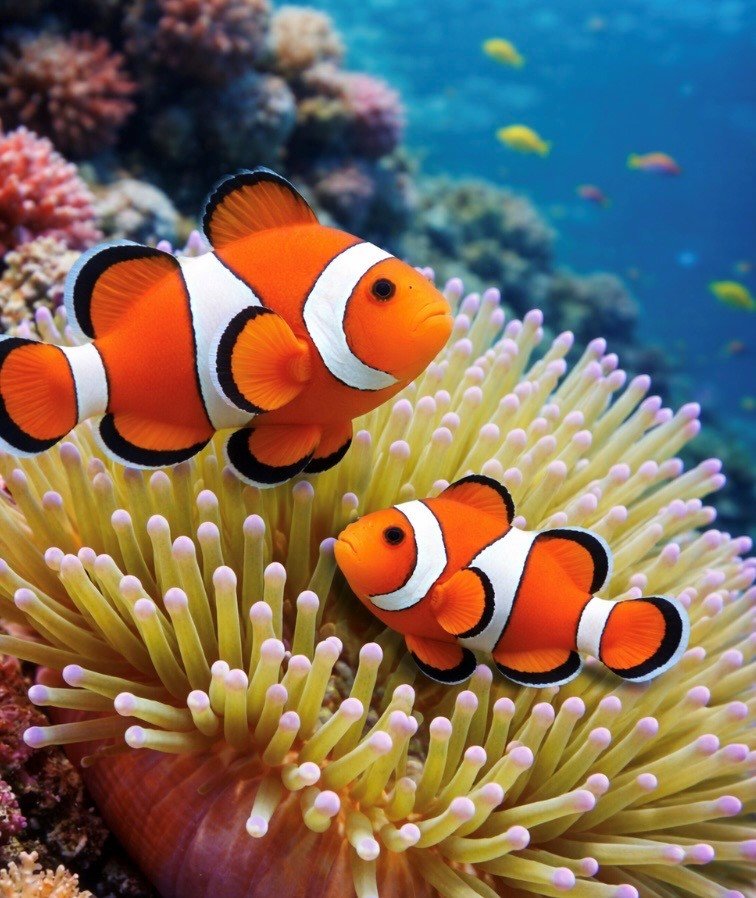 clownfish swimming in sea anemone
clownfish hosting sea anemone reef tank
saltwater aquarium clownfish pair
reef aquarium clownfish habitat
clownfish symbiosis with sea anemone
