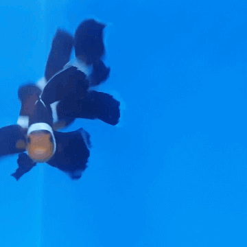 Longfin Clown - Onyx  (Amphiprion percula)