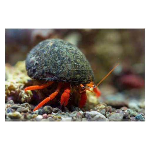 Hermit Crab - Orange Leg (Clibanarius spp.)