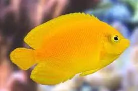 Yellow Angel - Coral Sea (Centropyge heraldi) - Marine World Aquatics