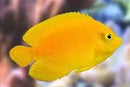 Yellow Angel - Coral Sea (Centropyge heraldi) - Marine World Aquatics