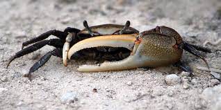 Fiddler Crab - (Uca spp.)