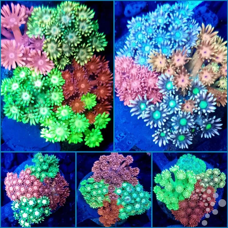 Goniopora Garden