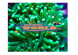 Torch Coral (Euphyllia spp) FRAG