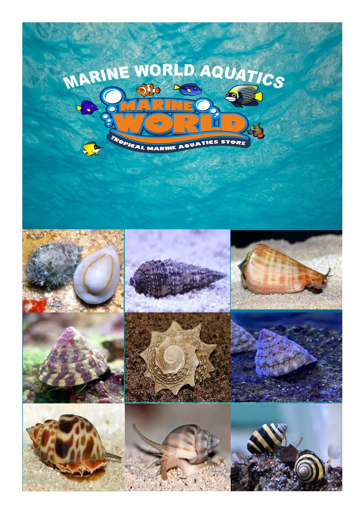 Complete Saltwater Snail Package: 27 Handpicked Mollusks for Your Marine Reef Aquarium