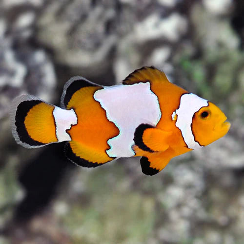 Tank Bred Clownfish Snowflake (Amphiprion ocellaris)