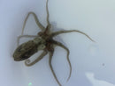 Baby Octopus - White Spot (Octopus macropus)