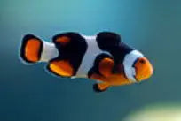 Tank Bred Clown - Onyx (Amphiprion percula)