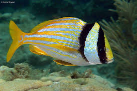 Pork Fish