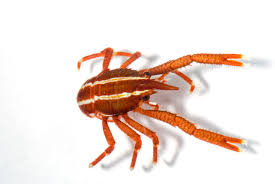 Squat Lobster - Striped (Allogalathea elegans)