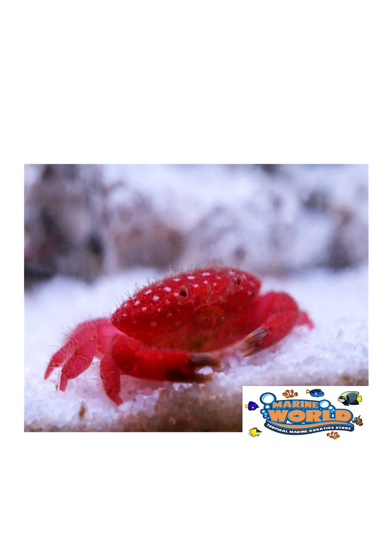 Strawberry Crab