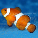 Tank Bred Clown - Common (Amphiprion ocellaris) - Marine World Aquatics