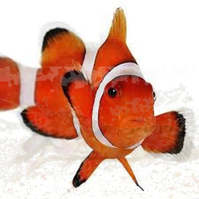 Clownfish Collection: Fascinating Marine Fish – Marine World Aquatics