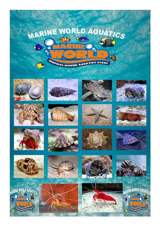 fish tank cleaning accessories uk Marine Reef Cleanup Crew Package