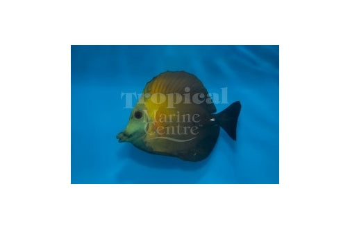 Scopas Tang - Tricolor (Zebrasoma scopas) - Marine World Aquatics