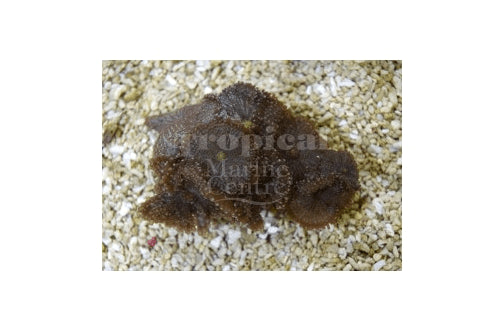 Knobbly Mushroom Rock (Ricordea yuma) - Marine World Aquatics