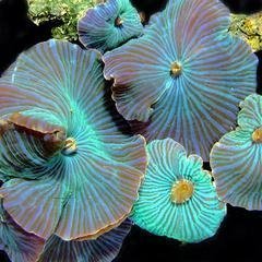 Giant Mushroom Rock Green (Discosoma spp) - Marine World Aquatics