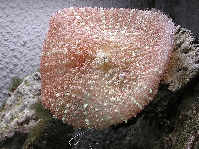 Furry Mushroom Rock (Rhodactis spp) - Marine World Aquatics