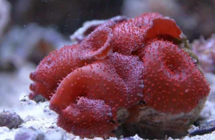 Cultured Mushroom Rock Red (Discosoma spp) - Marine World Aquatics