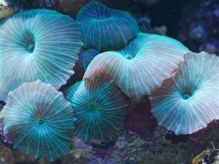 Cultured Mushroom Rock Blue Strip (Discosoma striata) - Marine World Aquatics