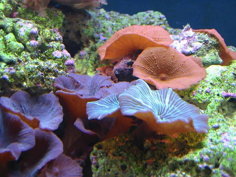 Coloured Mushroom Rock (Discosoma spp) - Marine World Aquatics