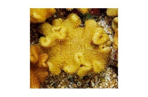 Toadstool Soft Coral Sulphur Melanesia (Sarcophyton spp) - Marine World Aquatics