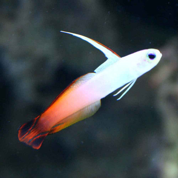 Firefish - Pacific (Nemateleotris magnifica) - Marine World Aquatics