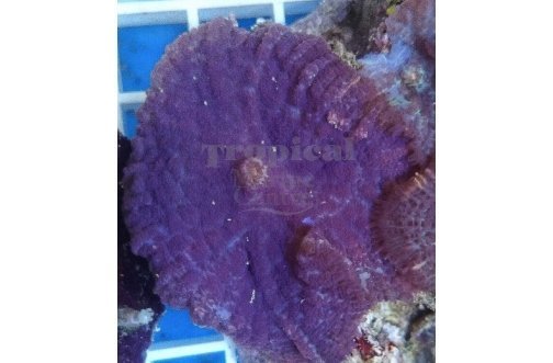 Bullseye Purple (Rhodactis spp) - Marine World Aquatics