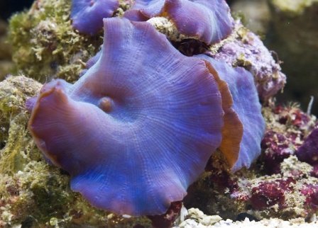 Blue Mushroom Rock (Discosoma spp) - Marine World Aquatics