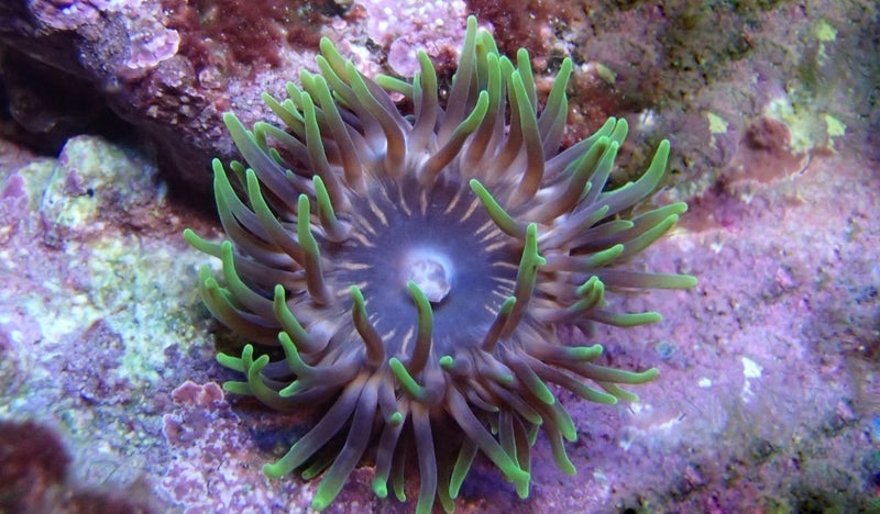 Anemone Mushroom Rock (Anemonia sp) - Marine World Aquatics