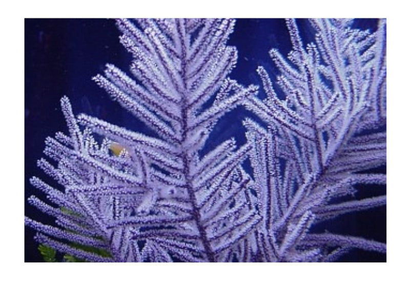 Purple Frilly Gorgonia (Pseudopterogorgia elisabethae) - Marine World Aquatics