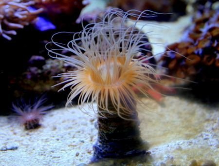 Tube Anemone-Common (Cerianthus spp) - Marine World Aquatics