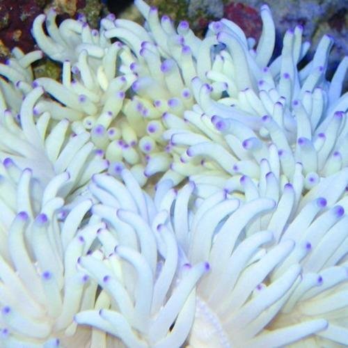 Malu Anemone - White (Heteractis crispa) - Marine World Aquatics
