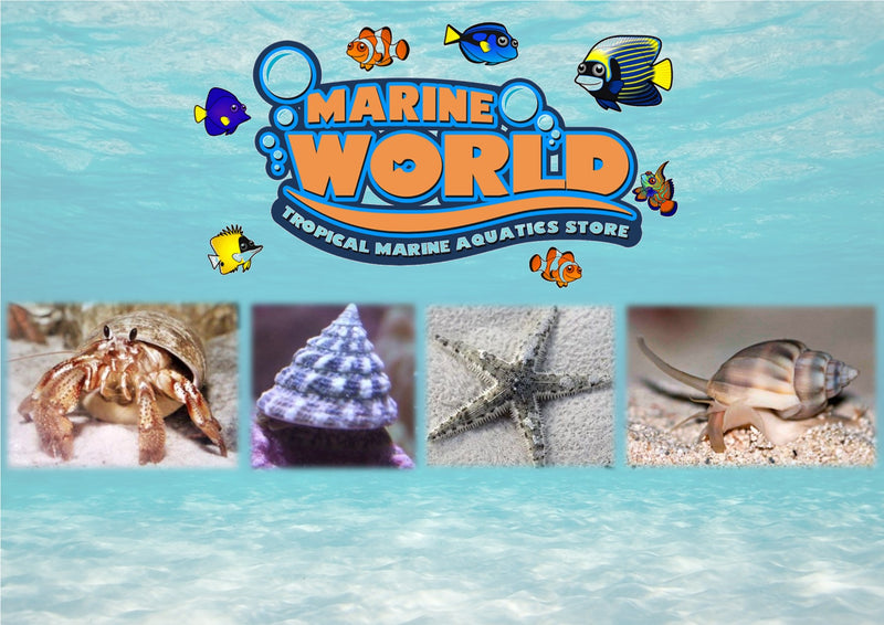 5 Turbo Snails , 5 Hermit Crabs , 5 Nassarius Snails, 1 Sand-Sifting Starfish - Marine World Aquatics