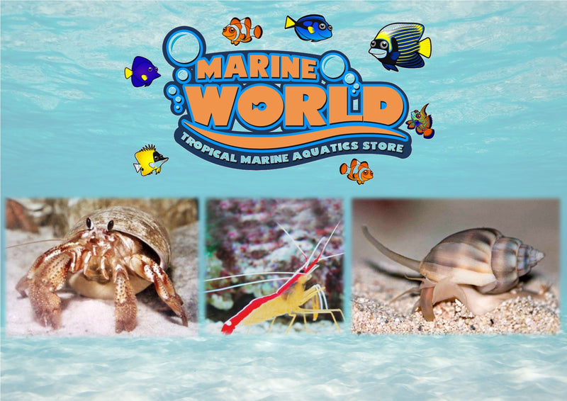 10 Hermit Crabs 1 Cleaner Shrimp 10 Nassarius Snails - Marine World Aquatics