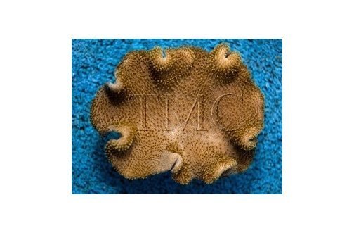 Toadstool Soft Coral (Sarcophyton spp) - Marine World Aquatics
