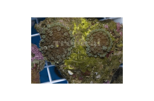 Ricordea SM Coloured (Ricordea yuma) - Marine World Aquatics