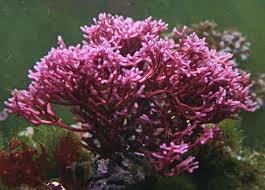 Birds Nest Algae - Red (Galaxaura spp.) - Marine World Aquatics
