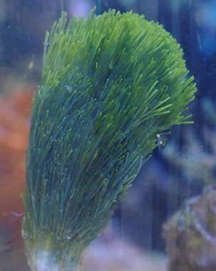 Fan Algae - Giant (Halimeda spp.) - Marine World Aquatics