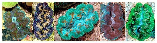 Clam - Crocea Coloured - Marine World Aquatics