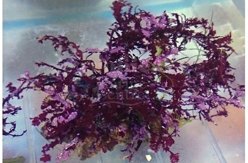 Algae on Rock - Red (Halymenia spp) - Marine World Aquatics