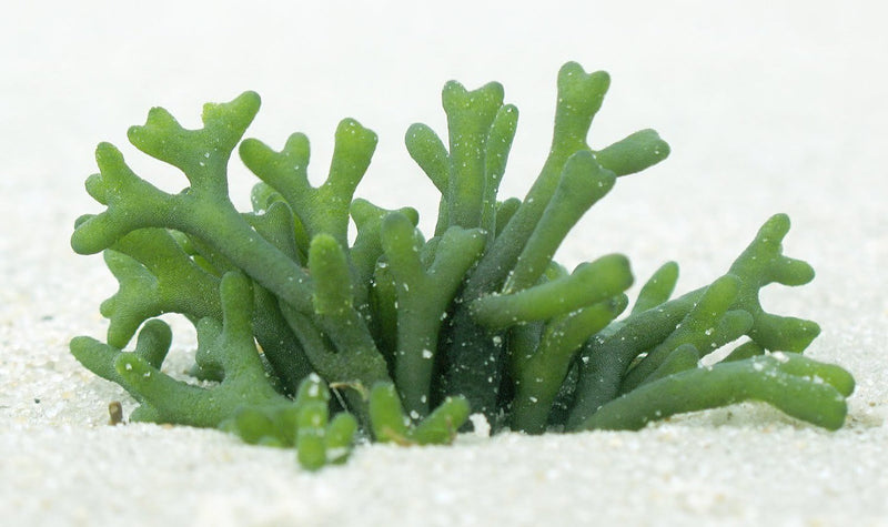 Green Antler Algae (Codium spp) - Marine World Aquatics