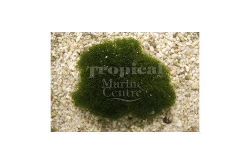 Moss Ball Algae (Chaetomorpha spp) - Marine World Aquatics