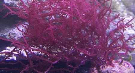 Red Grape Algae (Botryocladia spp) - Marine World Aquatics