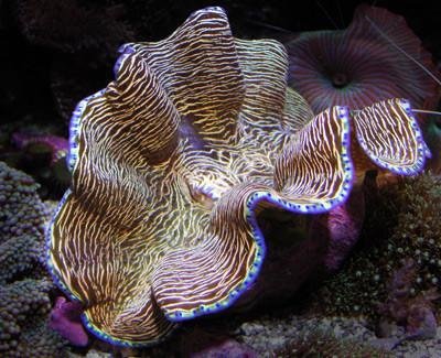 Cultured Clam - Derasa - Marine World Aquatics