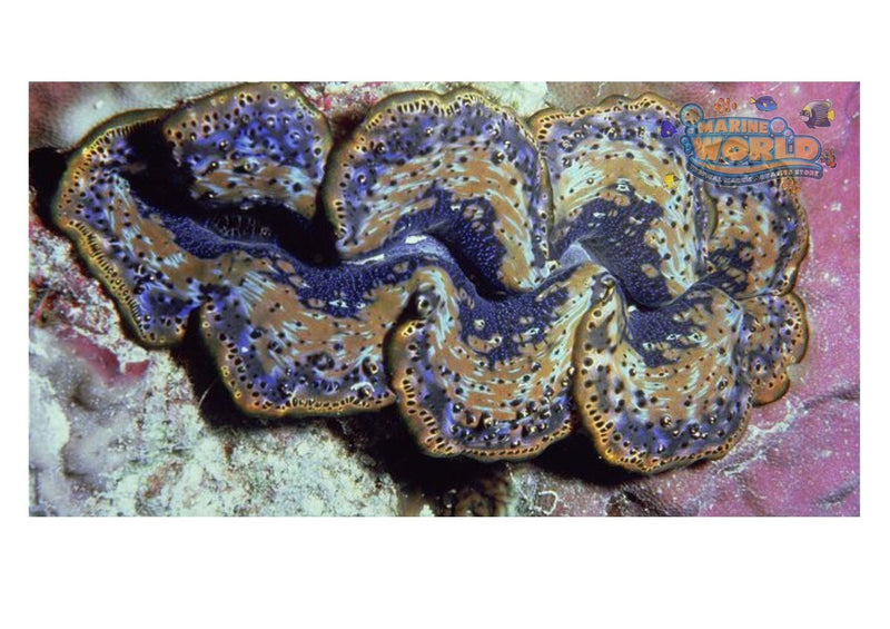 Cultured Clam - Hippopus - Marine World Aquatics