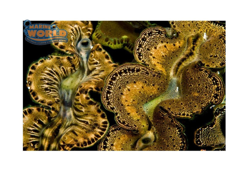 Cultured Clam - Maxima Gold - Marine World Aquatics