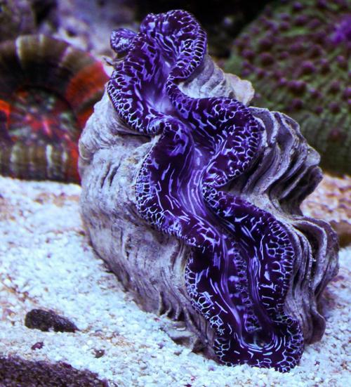 Cultured Clam - Maxima Coloured - Marine World Aquatics