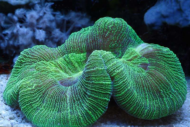 Brain Coral Sea (Trachyphyllia spp) - Marine World Aquatics